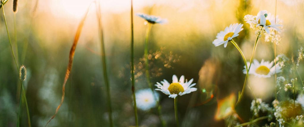 Rituale im März – Gänseblümchen auf einer Wiese