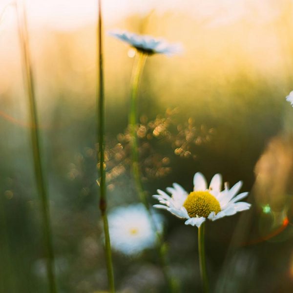 Rituale im März – Gänseblümchen auf einer Wiese